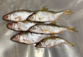 Roach Pack small - 6